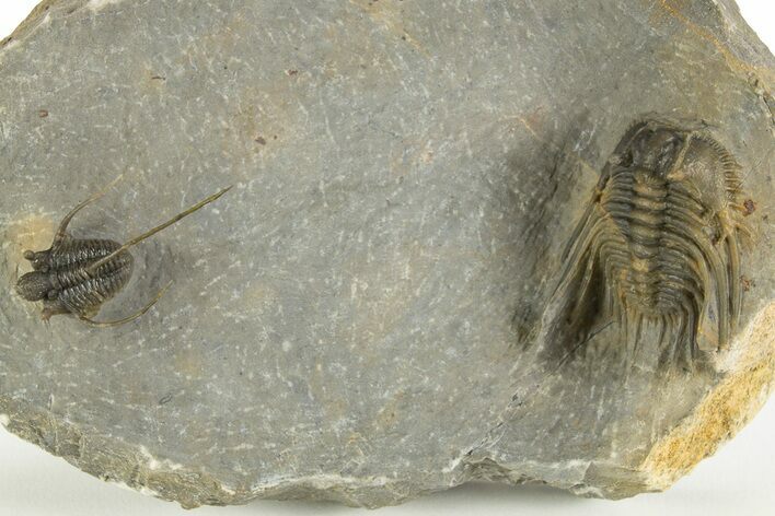 Multi-Toned Leonaspsis Trilobite With Spiny Cyphaspis #323479